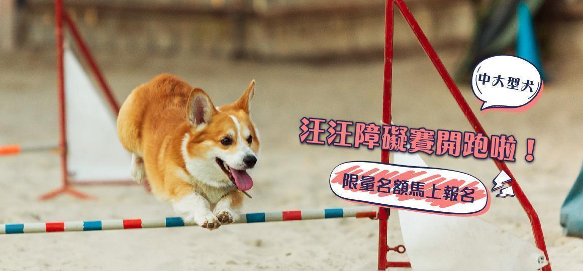 【我最厲害】汪汪障礙賽-中、大型犬